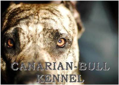 Perro De Presa Canario Pups Litter due Jan. 2008